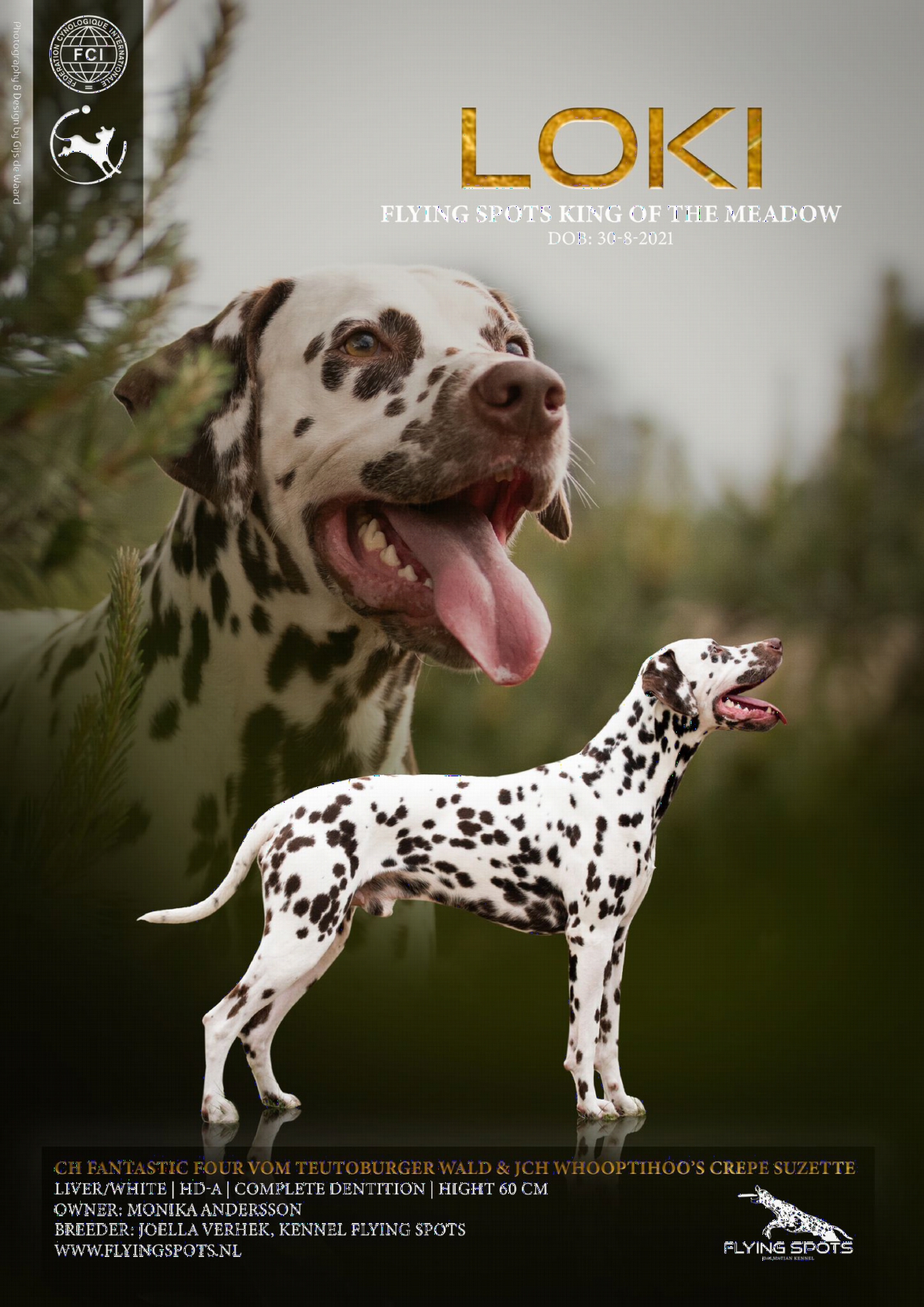 Loki (Flying Spots King of the Meadow) 